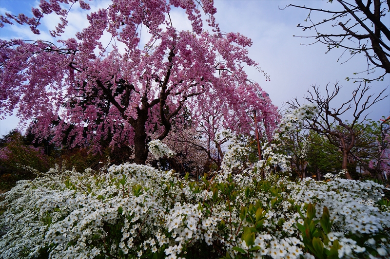 1203_弘前公園_青森