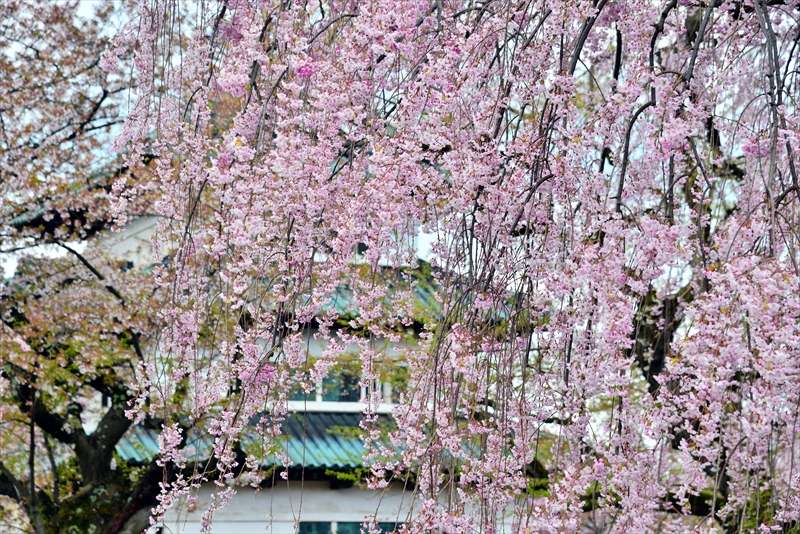 1207_弘前公園_青森