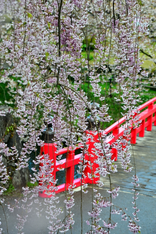 1208_弘前公園_青森