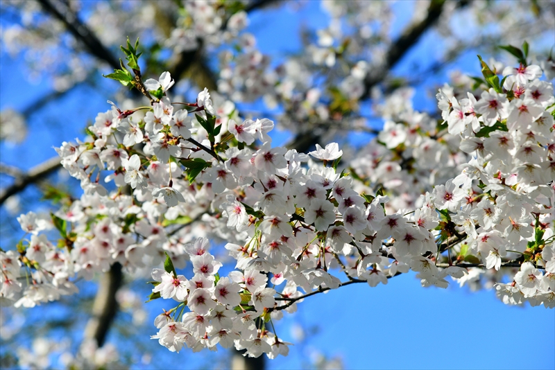 1004_横手公園牛沼_秋田