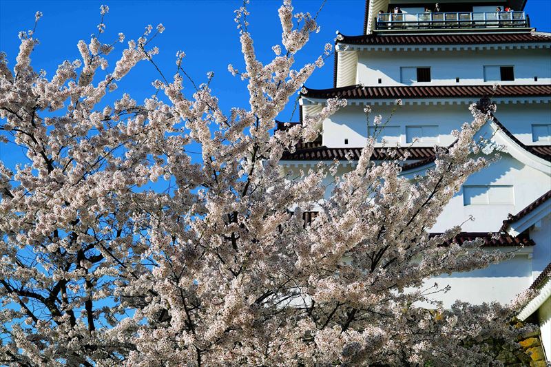 1019_会津鶴ヶ城_福島