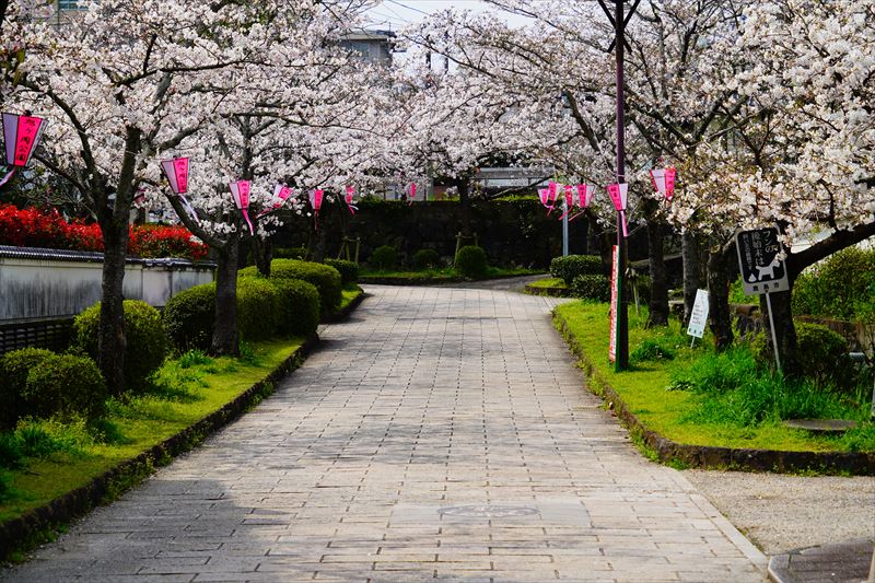 1050_鹿島市旭ヶ岡公園_佐賀