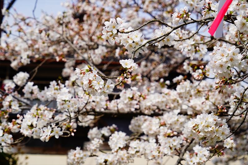 1051_鹿島市旭ヶ岡公園_佐賀