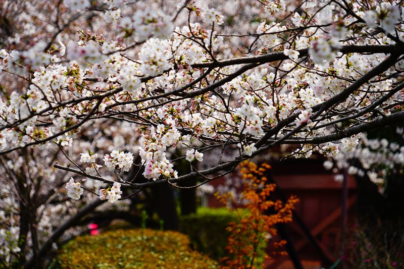 1052_鹿島市旭ヶ岡公園_佐賀