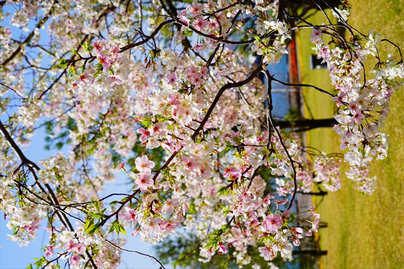 1015_長崎県庁おのうえの公園_長崎