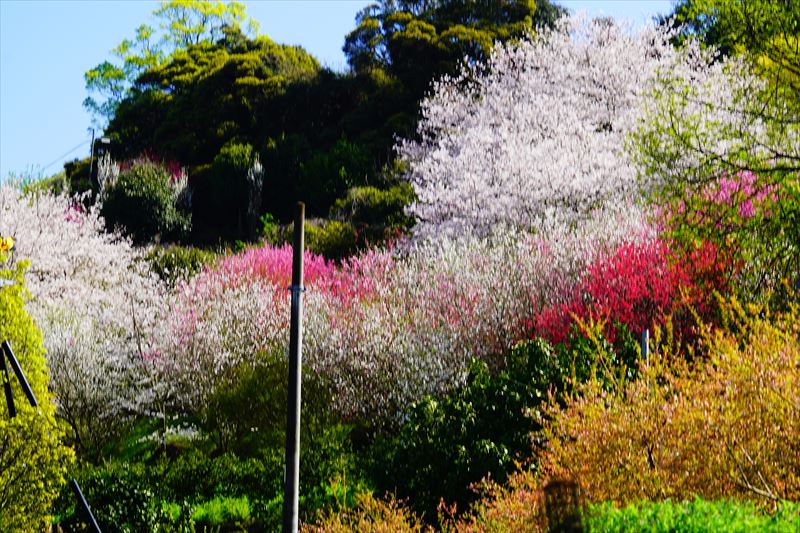 1029_県道207号線西彼杵郡長与町_長崎