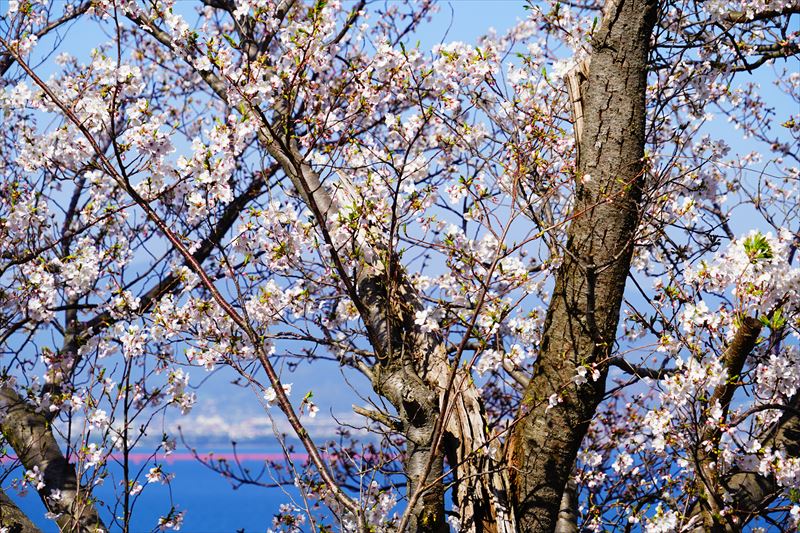1032_県道207号線多良見町佐瀬_長崎