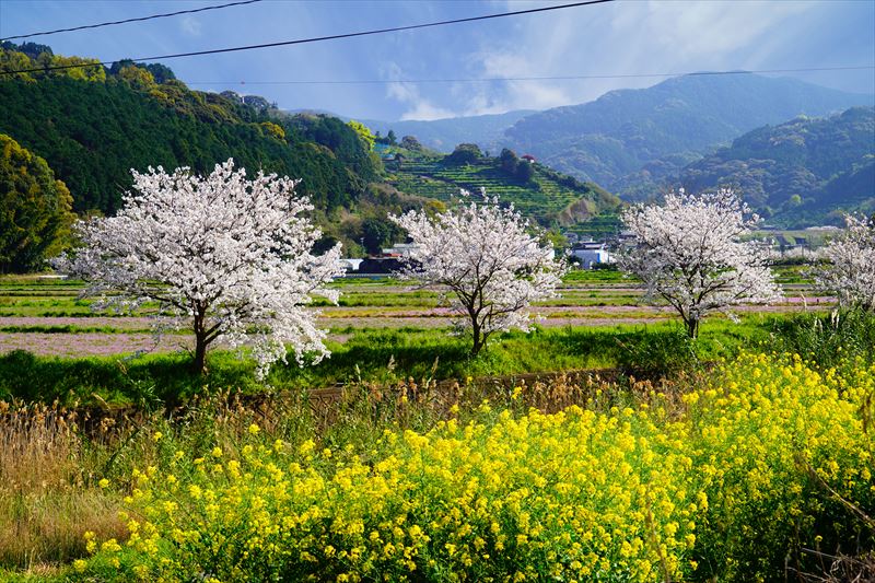 1034_県道207号線多良見町舟津_長崎