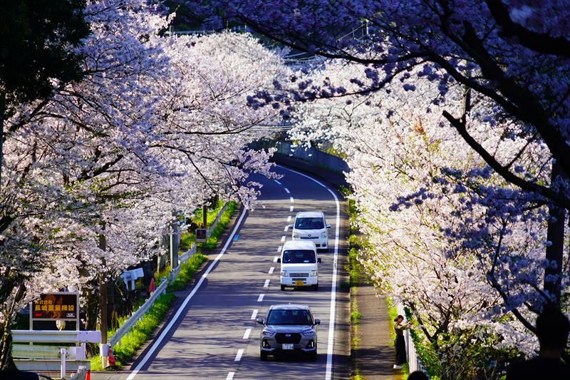 1035_「昭和やったね」の桜並木_長崎