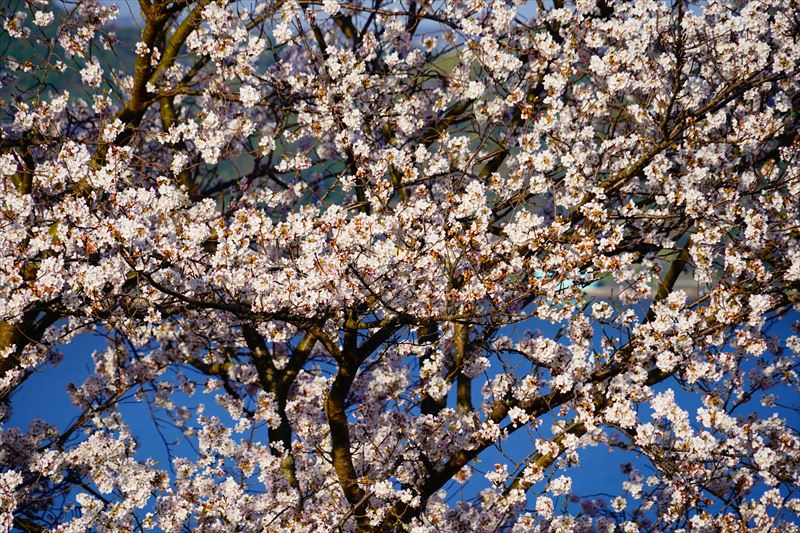 1037_多良見のぞみ公園_長崎