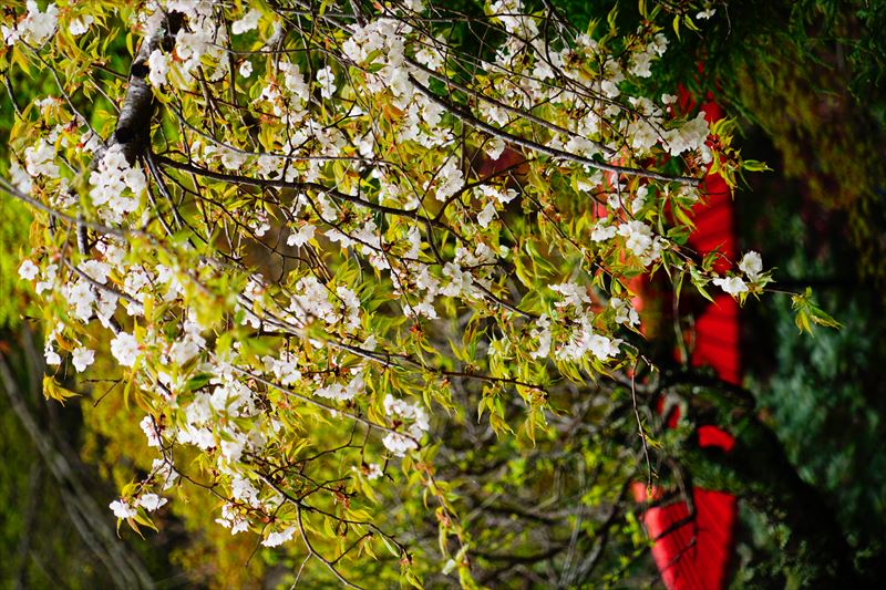 1016_佐倉城址公園_千葉