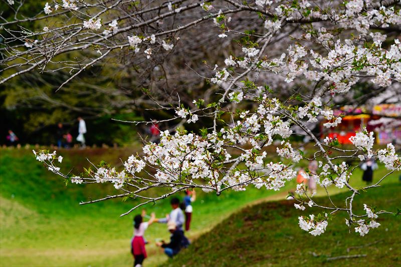 1018_佐倉城址公園_千葉
