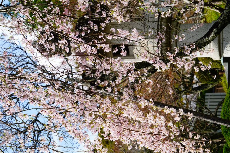 1001_成田山公園_千葉