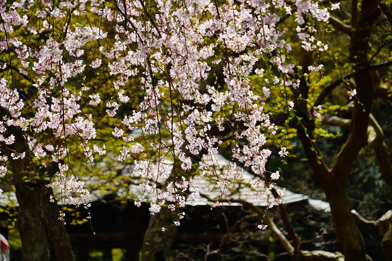 1002_成田山公園_千葉