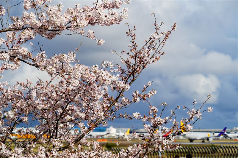 1008_成田市さくらの山_千葉