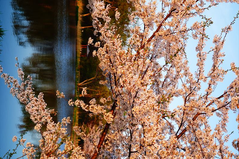 1174_浪岡湿生花園_青森