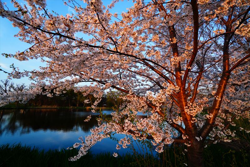 1175_浪岡湿生花園_青森