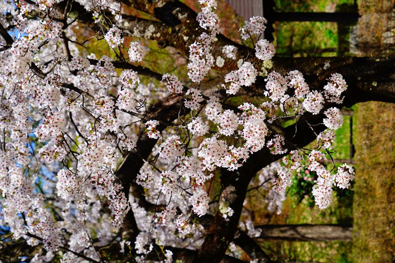 1040_黒石東公園さくら山_青森