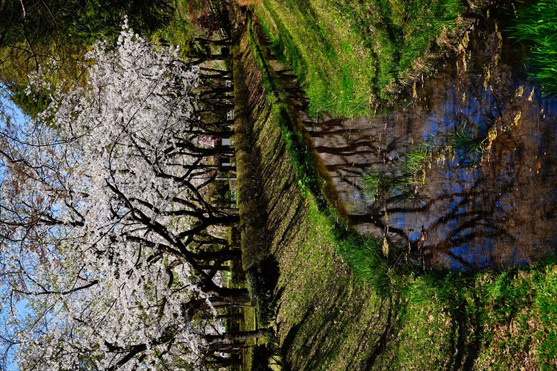 1041_黒石東公園さくら山_青森