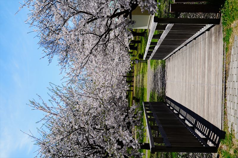 1042_黒石東公園さくら山_青森