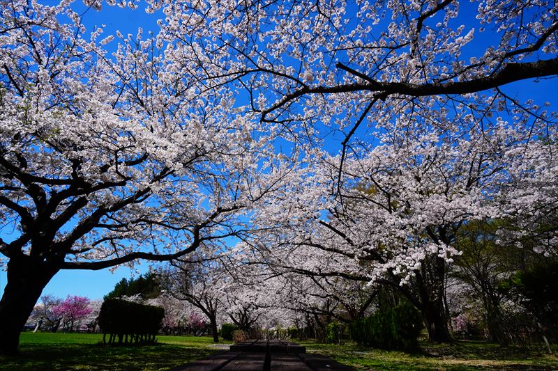 1045_黒石東公園さくら山_青森