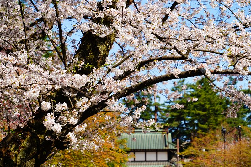 1170_弘前公園_青森