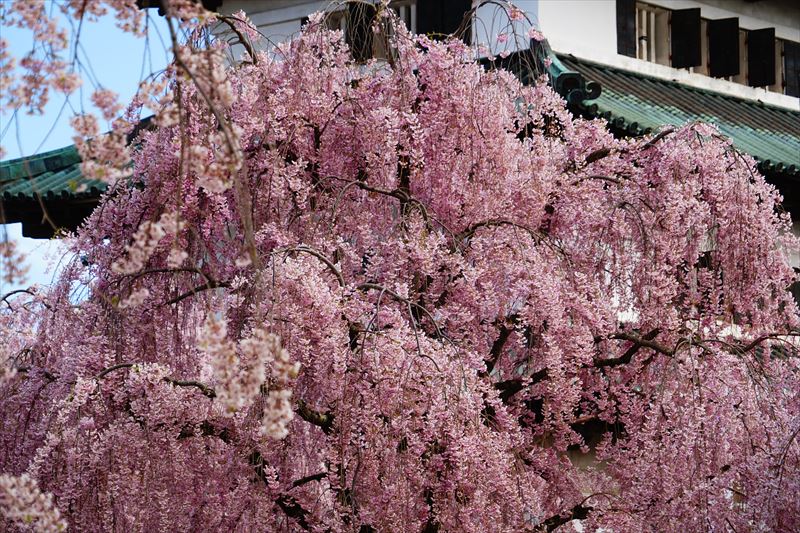1175_弘前公園_青森