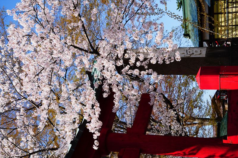 1034_鶴田八幡宮_青森