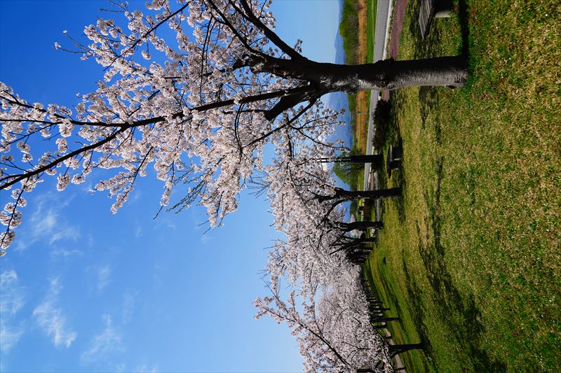 1031_岩木川桜づつみ公園_青森