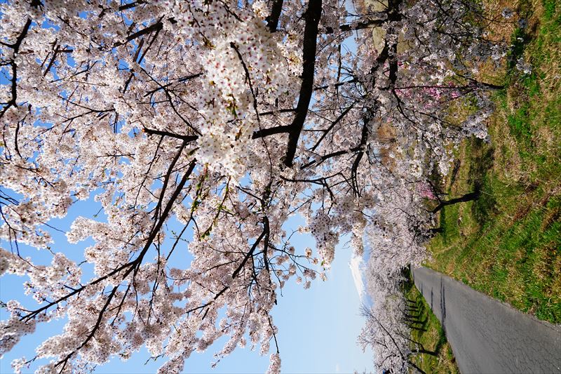1035_鶴田町間山桜並木_青森