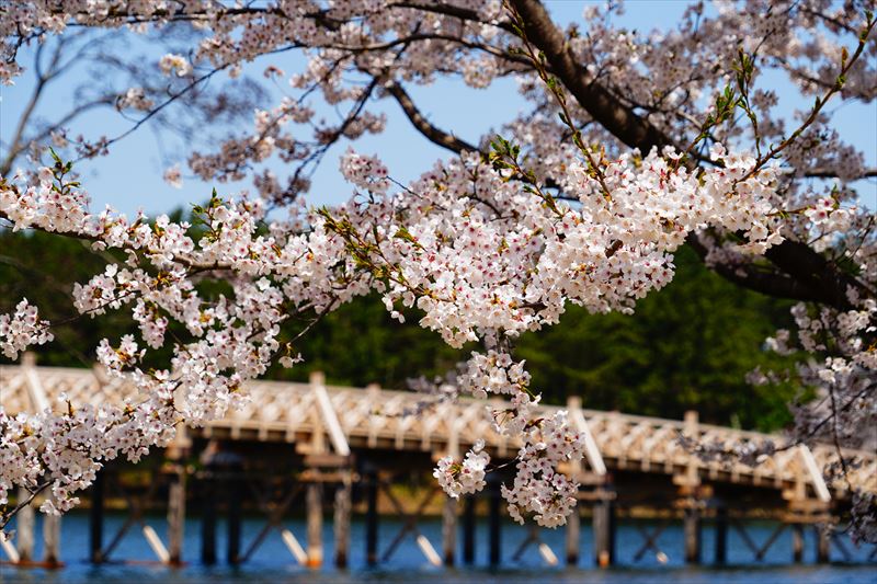 1027_鶴の舞橋_青森
