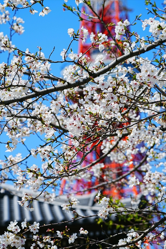 1134_増上寺_東京