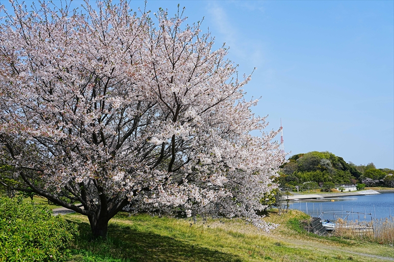 1037_佐鳴湖公園_静岡