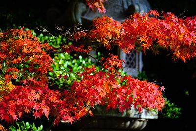 1221_下関市長府庭園_山口