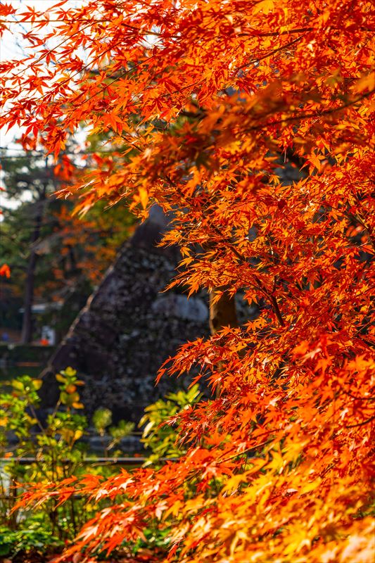 1239_北九州市小倉城_福岡