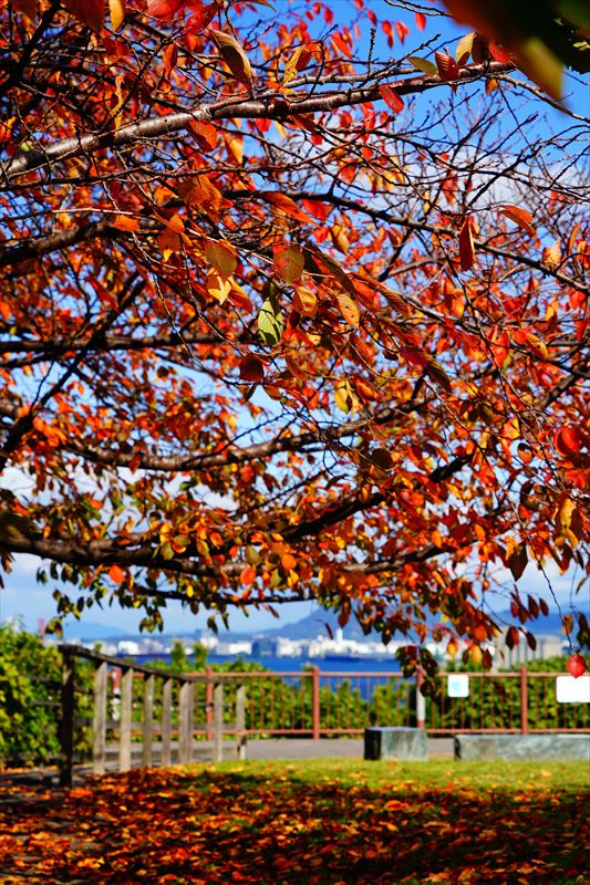 1265_西公園_福岡