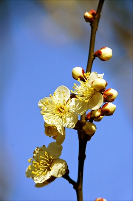 1049_大倉山公園_神奈川県