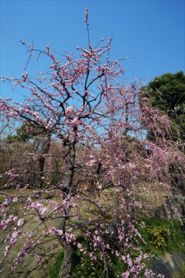 1015_洛南 城南宮_京都府