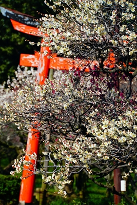 1067_道明寺天満宮）_大阪府
