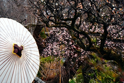 1045_洛東 祇園白川_京都府