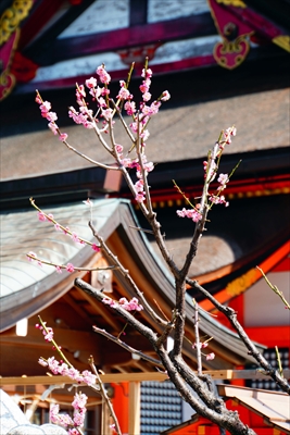 1037_洛東 八坂神社_京都府