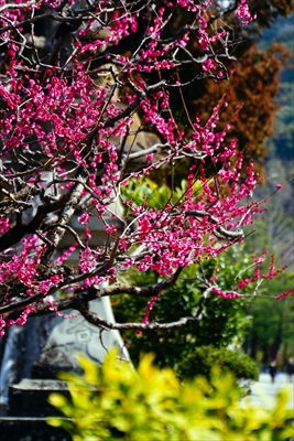 1038_洛東 八坂神社_京都府