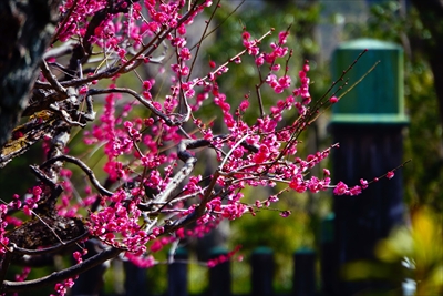 1040_洛東 八坂神社_京都府