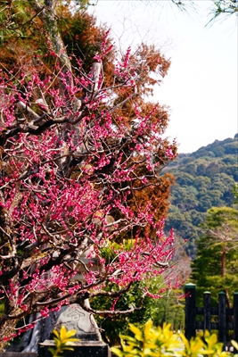 1041_洛東 八坂神社_京都府