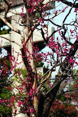 1042_洛東 八坂神社_京都府