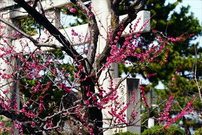 1043_洛東 八坂神社_京都府