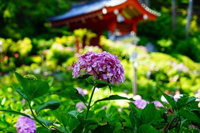 1080_洛南 三室戸寺_京都府