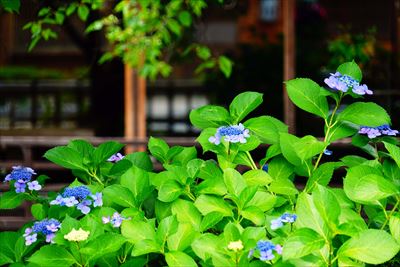 1043_洛東 祇園白川_京都府