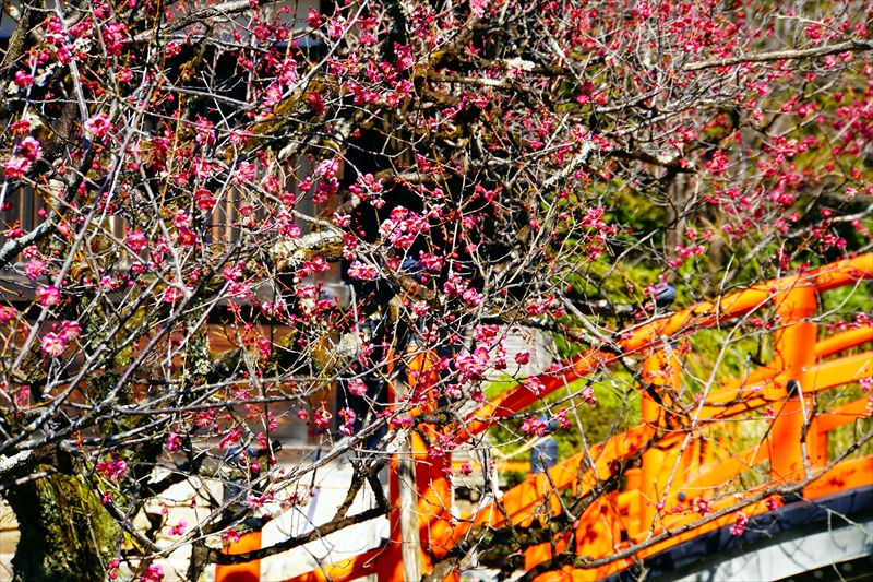 1024 洛北 賀茂御祖神社（下鴨神社）_京都府