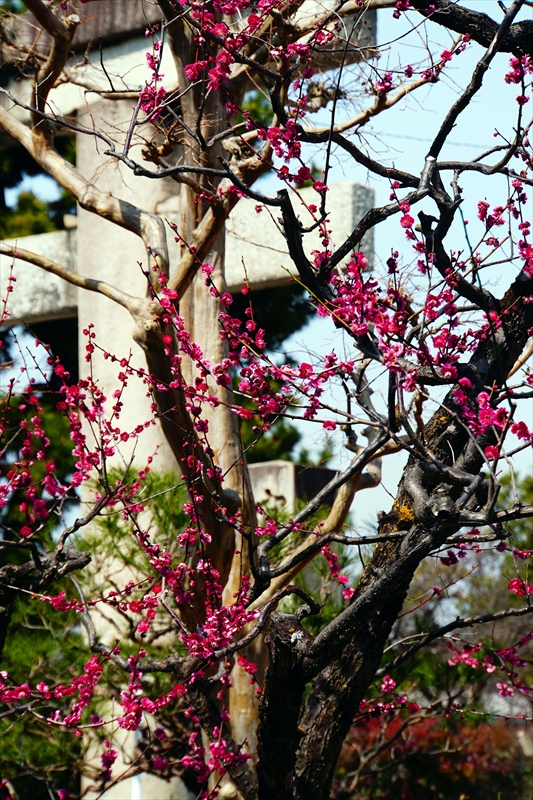 1042 洛東 八坂神社_京都府